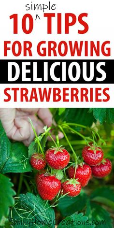 strawberries growing on the bush with text overlay that says 10 tips for growing delicious strawberries