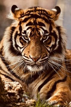 a close up of a tiger laying on the ground