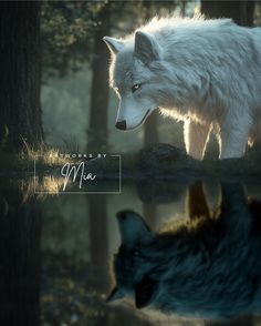 two white wolfs walking in the woods next to each other with trees and water behind them