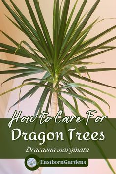 A tall dragon tree reaching for the ceiling with wide open, spikey, green foliage. Image text: "How to Care for Dragon Trees (Dracaena Marginata)." - EastbornGardens.com How To Care For Dracaena Plant, Dracaena Marginata Tricolor, Dracaena Compacta Plant, Madagascar Dragon Tree, Lucky Plant, Nature Words