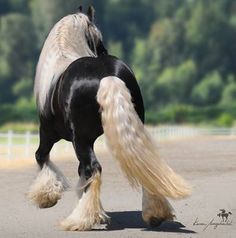 a black and white horse with long blonde hair