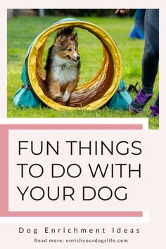 a dog in a tunnel with the words fun things to do with your dog on it