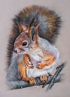 a drawing of a squirrel sitting on top of a tree branch