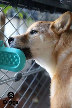 a dog is chewing on a toy in its mouth while looking through the fence at another dog