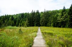 a wooden path in the middle of a field with tall grass and trees on both sides