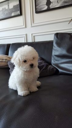 a small white dog sitting on top of a black couch