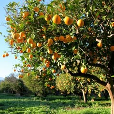 an orange tree filled with lots of ripe oranges on top of green grass and trees in the background