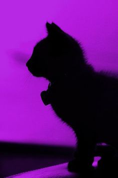 a black cat sitting on top of a table next to a purple light in the dark