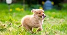 a small dog running through the grass with a toy in its mouth and it's tongue hanging out