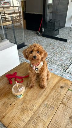 a brown dog sitting on top of a wooden table next to a bowl and scissors