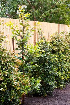 a row of bushes next to a wooden fence