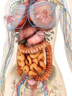 'Female Body Showing Digestive And Circulatory System' Photographic Print - Stocktrek Images | Art.com Human Body Organs, Human Body Anatomy, Muscle Anatomy, Human Anatomy And Physiology, Human Anatomy Art, Medical Anatomy, Lymph Nodes, Body Anatomy, Circulatory System