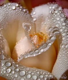 the inside of a flower with water droplets on it