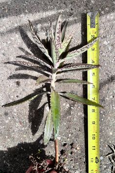 a small plant is next to a measuring tape on the concrete floor, and it's about ready to be planted