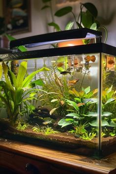 a fish tank filled with plants and water