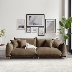 a cat laying on top of a couch in a living room next to a potted plant