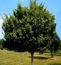 a lone tree in the middle of a grassy field