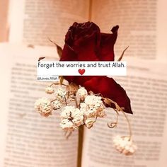 a red rose sitting on top of a book with the words forget the worst and trust all