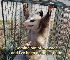 an oposs standing on its hind legs in a cage with the caption'89 99 00 ok thats enough pull - ups for one day