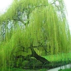 a large green tree sitting in the middle of a park next to a small bridge