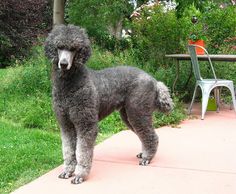 a poodle standing on a sidewalk next to a table and chair in the background