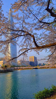 a large body of water surrounded by cherry blossom trees and tall buildings in the background