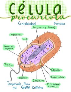 an animal cell labeled in spanish with the names and description on it's side