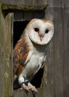 an owl perched on top of a wooden structure