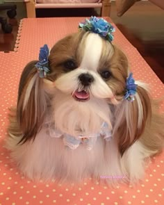 a small brown and white dog sitting on top of a table