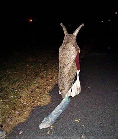 an owl sitting on top of a piece of plastic in the middle of a road