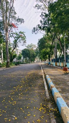 an empty street with yellow leaves on the ground and trees lining the road in front of it