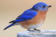 a blue bird sitting on top of a wooden post