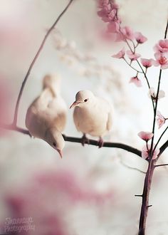 Birds are one of the few animals I haven't had in my own home yet. Newts, yes. Mice, yes. Dogs, yet. Cats, yes. When the time comes for birds (and it will come), they shall be doves. White Birds, White Doves, Pretty Birds, Cherry Blossoms, Pigeon, Nature Beauty