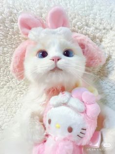 a white cat with pink ears holding a hello kitty stuffed animal