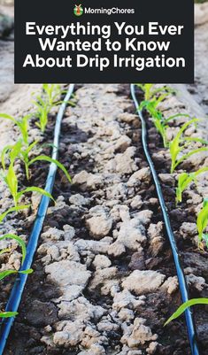 some plants growing in dirt with the words, everything you ever wanted to know about drip irrigation