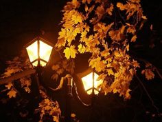 a street light surrounded by autumn leaves at night