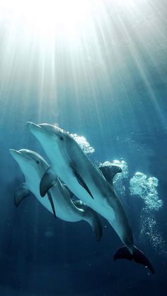 two dolphins swimming in the ocean with sunlight streaming through them's water surface and sunbeams overhead