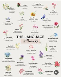 the language of flowers is shown in this graphic style, which includes different types of flowers