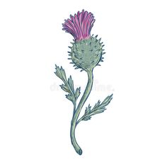 a drawing of a thistle flower on a white background