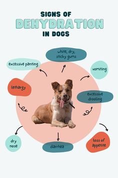 a dog sitting on top of a pink and blue circle with words describing the signs of dehydration in dogs