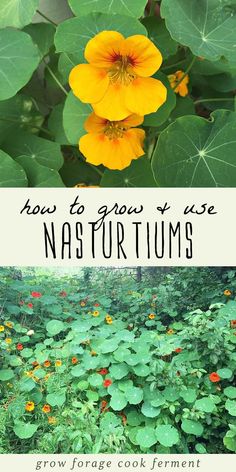 yellow flowers and green leaves with text overlay how to grow nasturtums