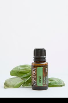 Uses For Basil, Basil Essential Oil, Improve Focus, Oil Uses, Essential Oil Uses, Doterra Essential Oils, Essential Oil Recipes, Oil Recipes