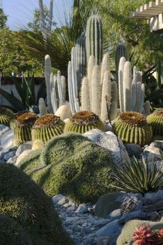 many different types of cactus plants in a garden