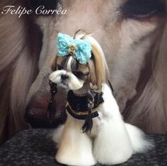 a small white dog with a blue bow on it's head sitting next to a brown horse