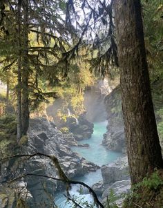 a river running through a forest filled with lots of trees and water surrounded by rocks