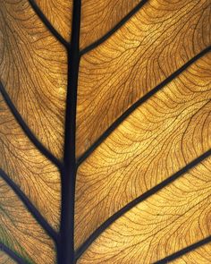 the underside of a tree's leaf is shown