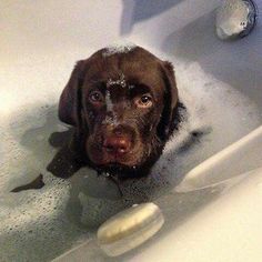 a brown dog is sitting in the bathtub