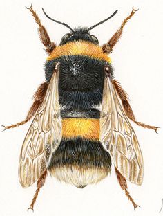 a drawing of a yellow and black bee