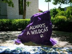 there is a purple rock that says always a wildcat in front of a building