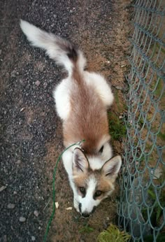 a small brown and white dog standing next to a fence